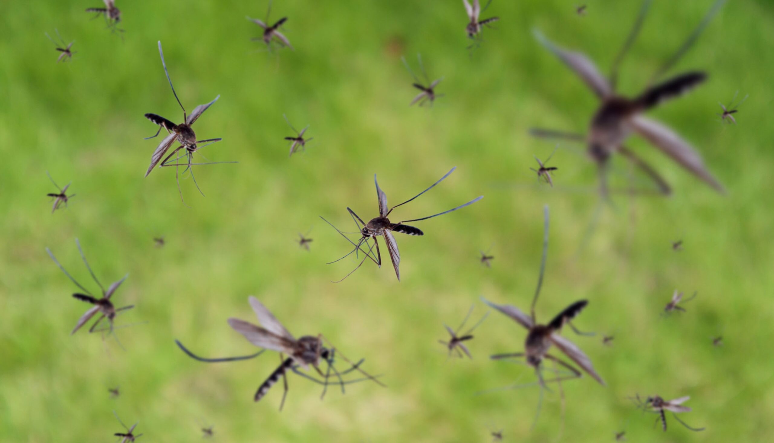 https://www.redgardenconsulting.it/wp-content/uploads/2025/02/mosquito1-scaled.jpg
